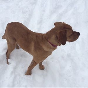 Meet your Posher, Jet